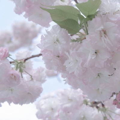 雁江福瑞交流群